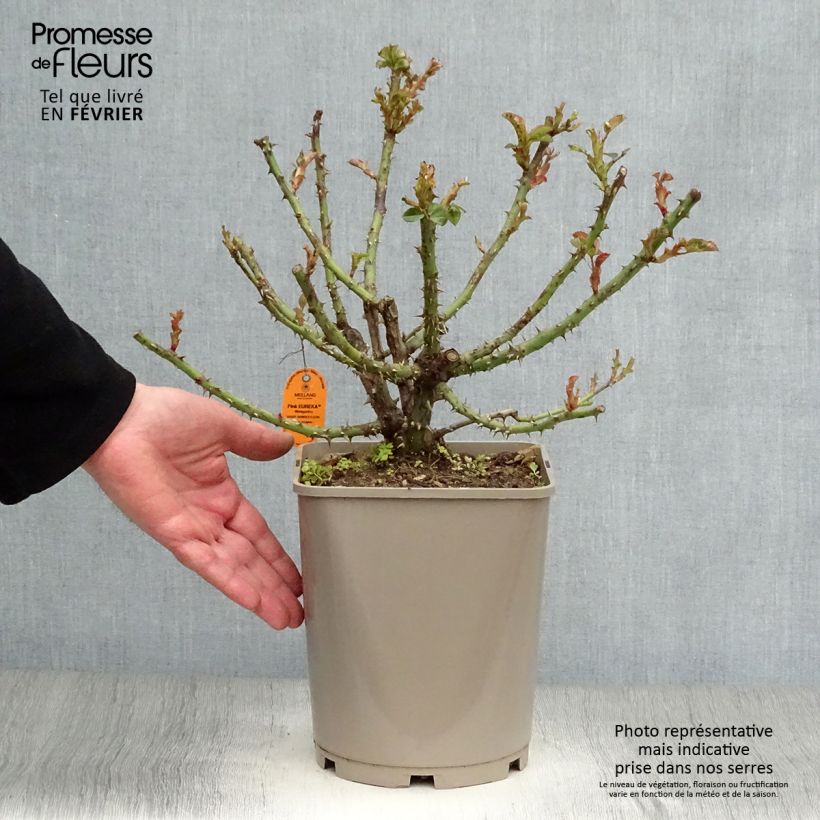 Exemplar von Rosa Pink Eureka - Edelrose Topf mit 4L/5L wie im Winter geliefert