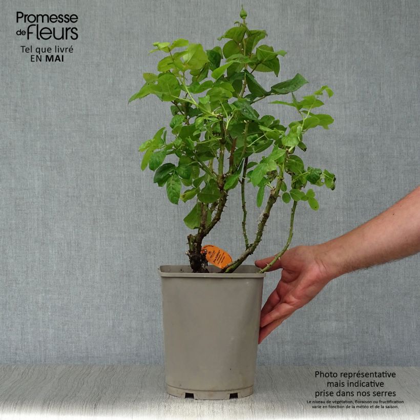 Exemplar von Rosa Pink Eureka - Edelrose Topf mit 4L/5L wie im Frühjahr geliefert