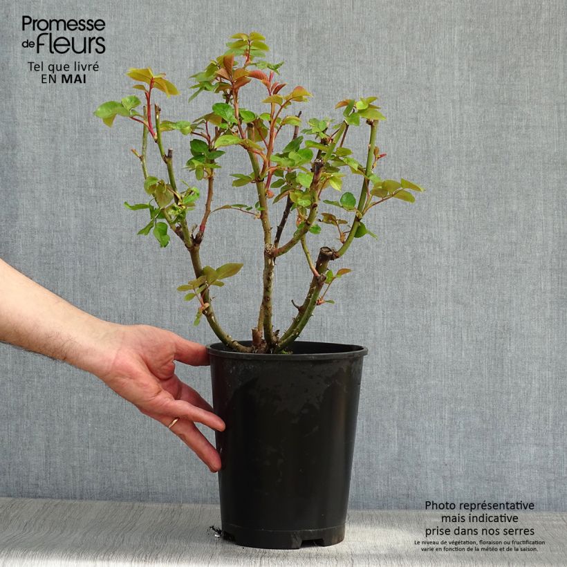 Exemplar von Rosa Remember - Edelrose Topf mit 4L/5L wie im Frühjahr geliefert