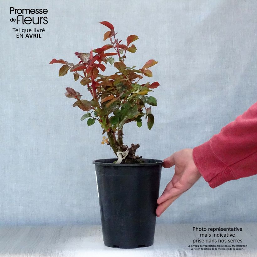 Exemplar von Rosa Rose Clos Vougeot - Edelrose Topf mit 4L/5L wie im Frühjahr geliefert