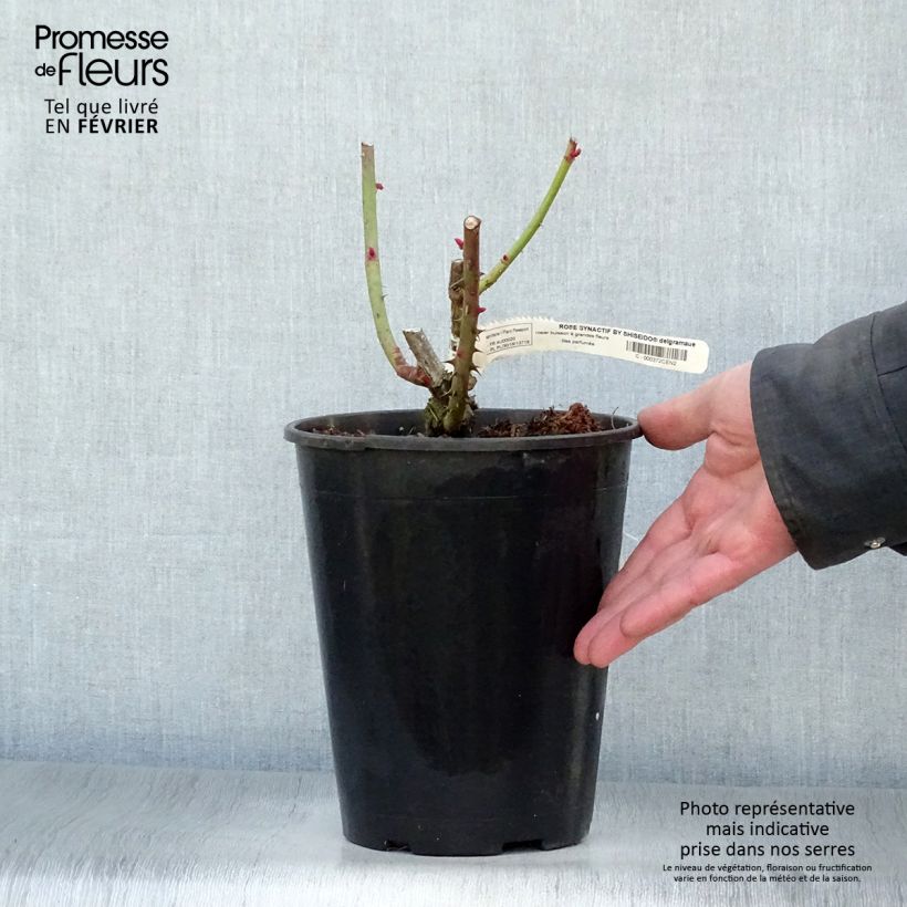 Exemplar von Rosa Rose Synactif by Shiseido - Edelrose Topf mit 4L/5L wie im Winter geliefert