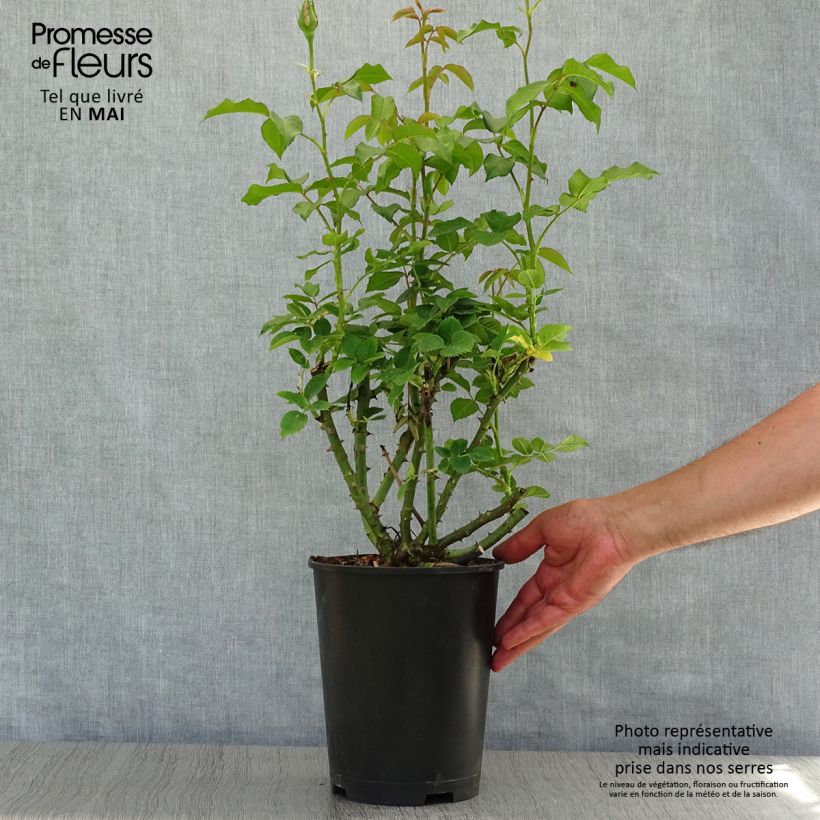 Exemplar von Rosa Sandrine Quétier - Edelrose Topf mit 4L/5L wie im Frühjahr geliefert