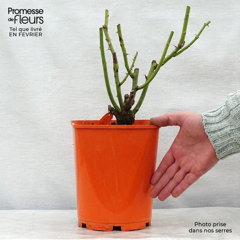 Exemplar von Rosa Sweet Eureka - Edelrose Topf mit 4L/5L wie im Winter geliefert