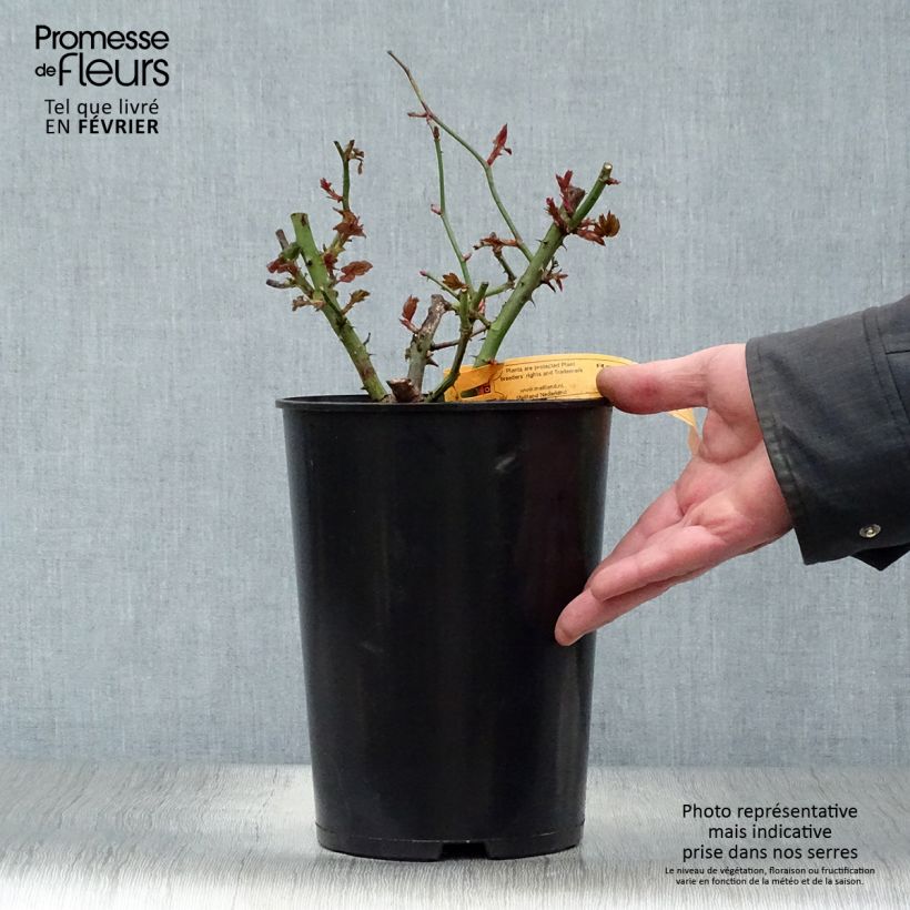 Exemplar von Rosa Terracotta - Edelrose Topf mit 4L/5L wie im Winter geliefert