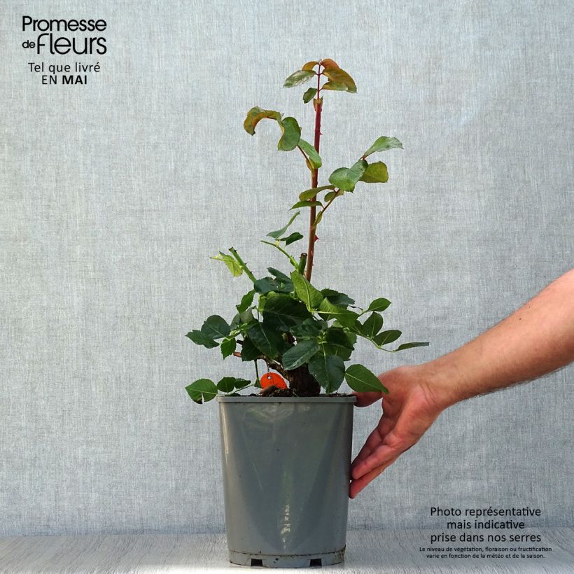 Exemplar von Rosa Yves Piaget - Edelrose Topf mit 4L/5L wie im Frühjahr geliefert