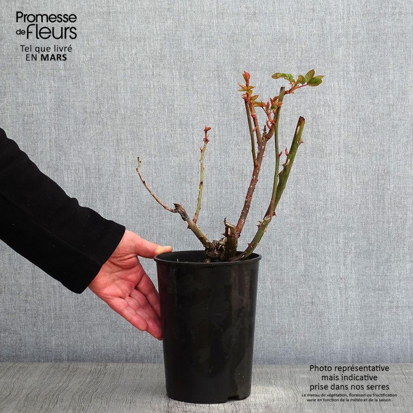 Exemplar von Rosa Arthur Bell - Beetrose Topf mit 2L/3L wie im Winter geliefert