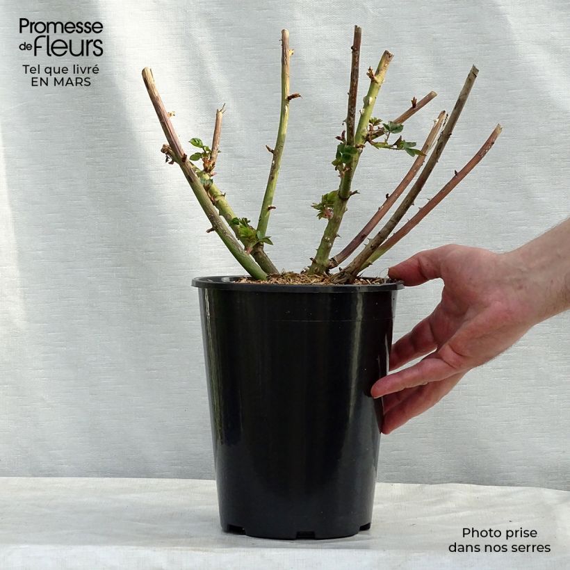 Exemplar von Rosa Eveline Wild - Strauchrose Topf mit 4L/5L wie im Winter geliefert