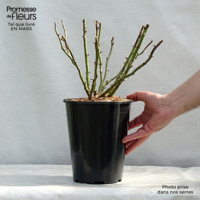 Exemplar von Rosa Renée van Wegberg - Buschrose Topf mit 4L/5L wie im Frühjahr geliefert