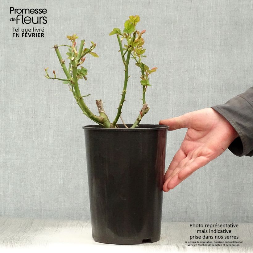 Exemplar von Rosa Sophie Luise - Buschrose Topf mit 4L/5L wie im Winter geliefert