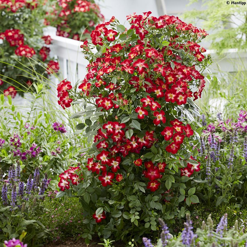 Rosa Everglow Ruby - Beetrose (Hafen)