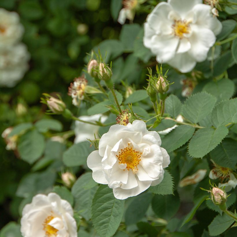 Rosa alba Suaveolens - Historische Rose (Blüte)