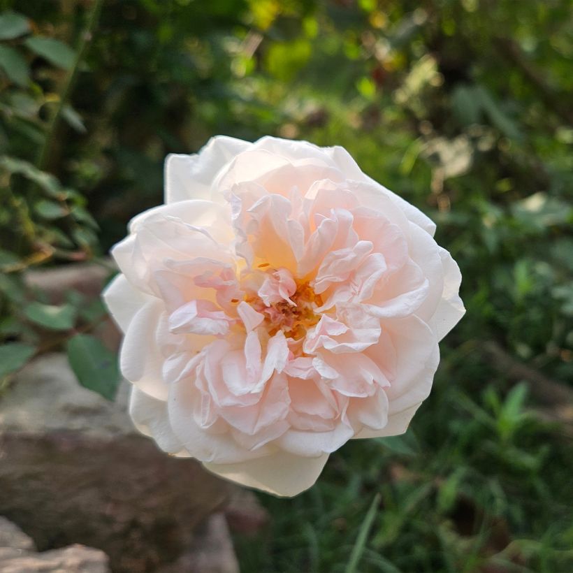 Rosa moschata Buff Beauty - Moschus-Rose (Blüte)