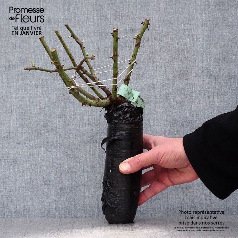 Exemplar von Rosa gallica Cardinal de Richelieu - Essig-Rose Wurzelnackt in Beutel wie im Winter geliefert