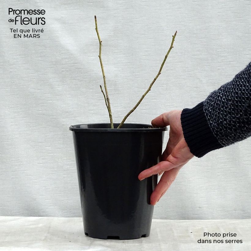 Exemplar von Rosa centifolia Cristata - Moos Rosen Topf mit 4L/5L wie im Winter geliefert