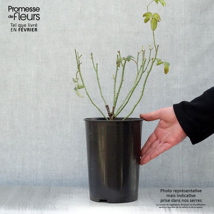 Exemplar von Rosa gallica Charles de Mills - Essig-Rose Topf mit 4L/5L wie im Winter geliefert