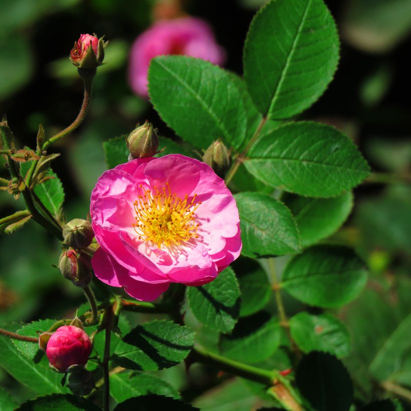 Rosa gallica Complicata - Essig-Rose (Blüte)