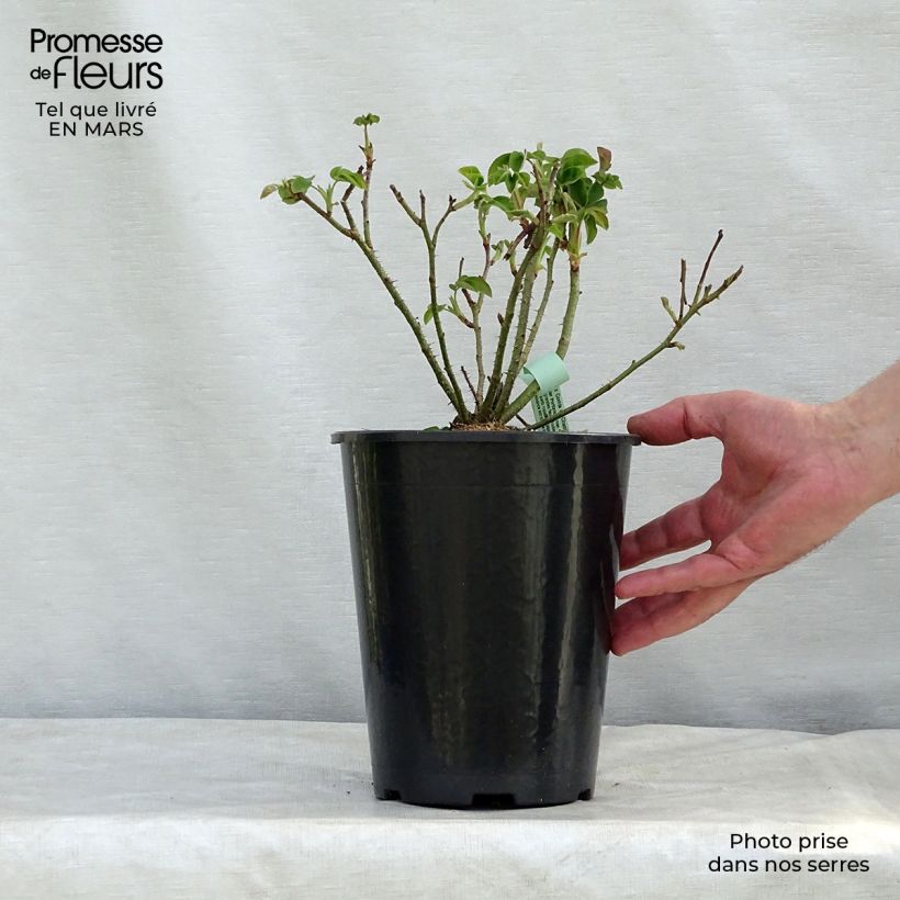 Exemplar von Rosa Portland Comte de Chambord - Historische Rose Topf mit 4L/5L wie im Winter geliefert