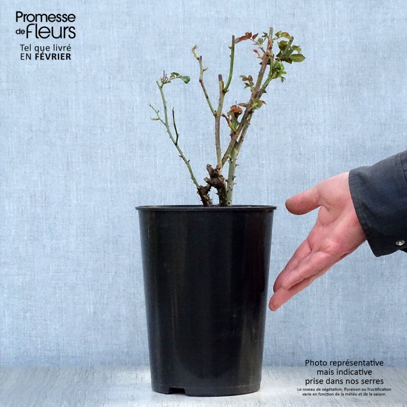 Exemplar von Rosa Dainty Bess - Historische Rose Topf mit 4L/5L wie im Winter geliefert