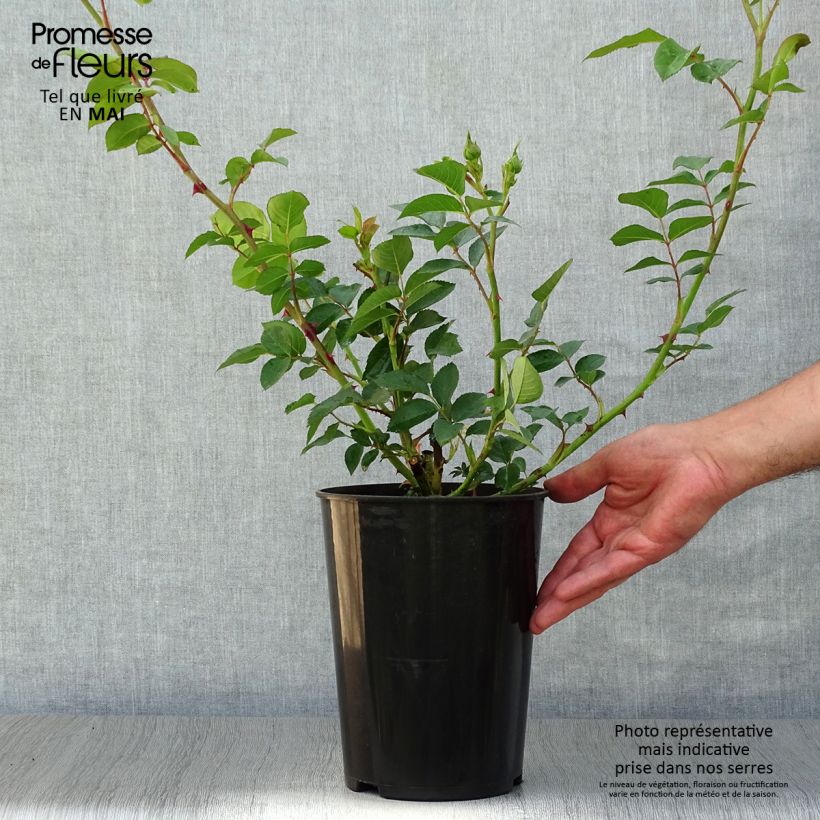 Exemplar von Rosa Fragrant old yellow - Historische Rose Topf mit 4L/5L wie im Frühjahr geliefert