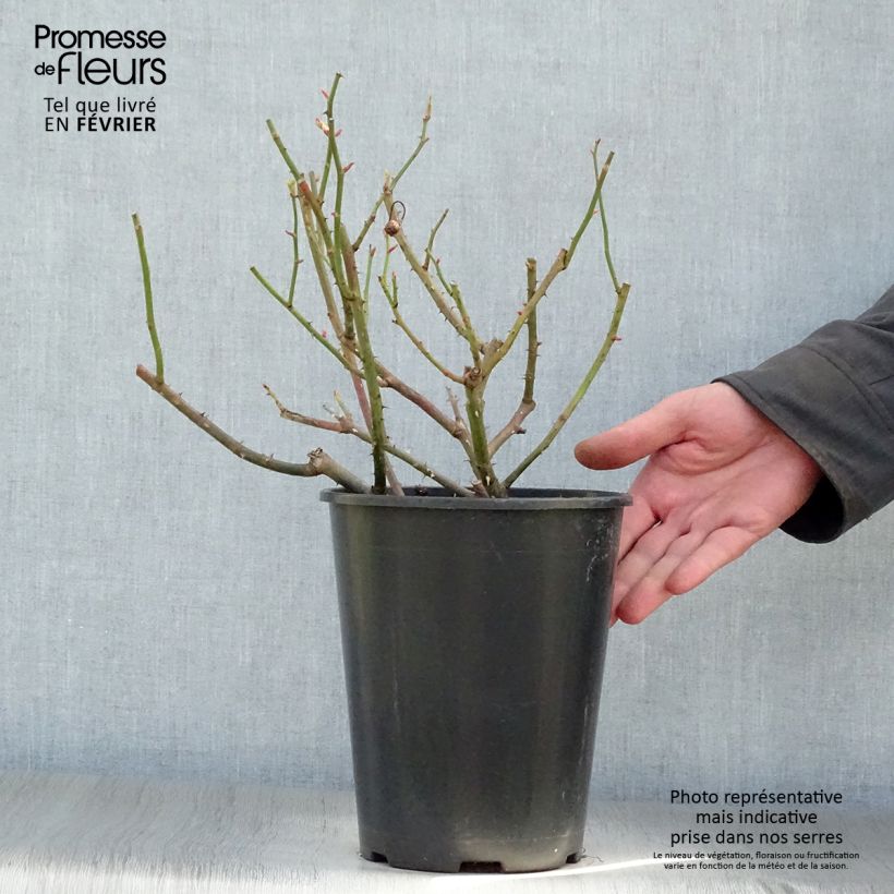 Exemplar von Rosa gallica Gros Provins Panaché - Essig-Rose Topf mit 4L/5L wie im Winter geliefert