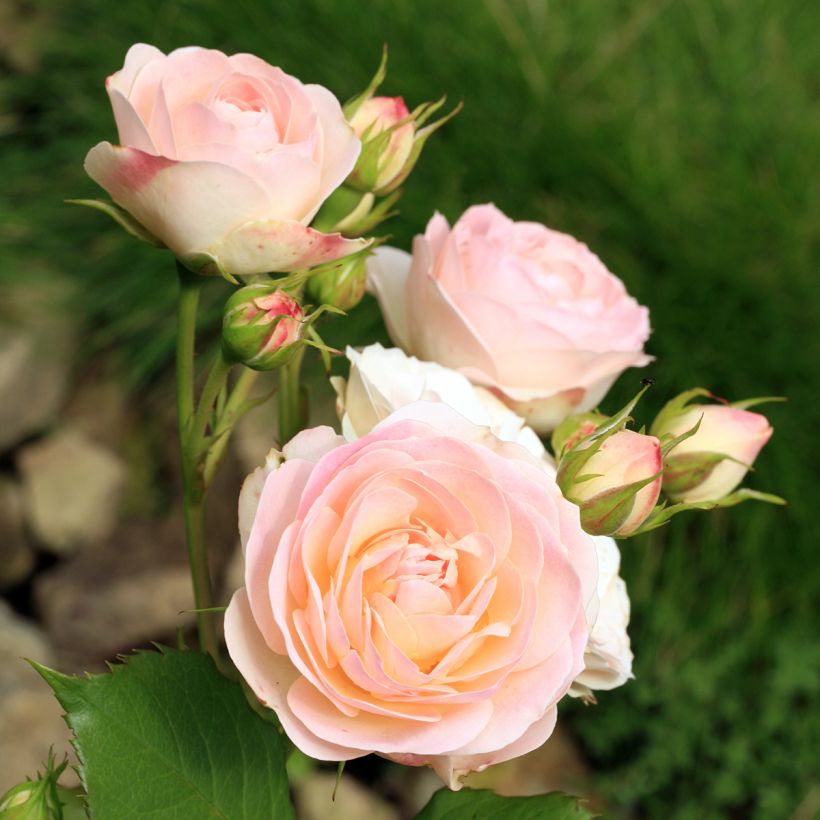 Rosa Gruss An Aachen - Historische Rose (Blüte)