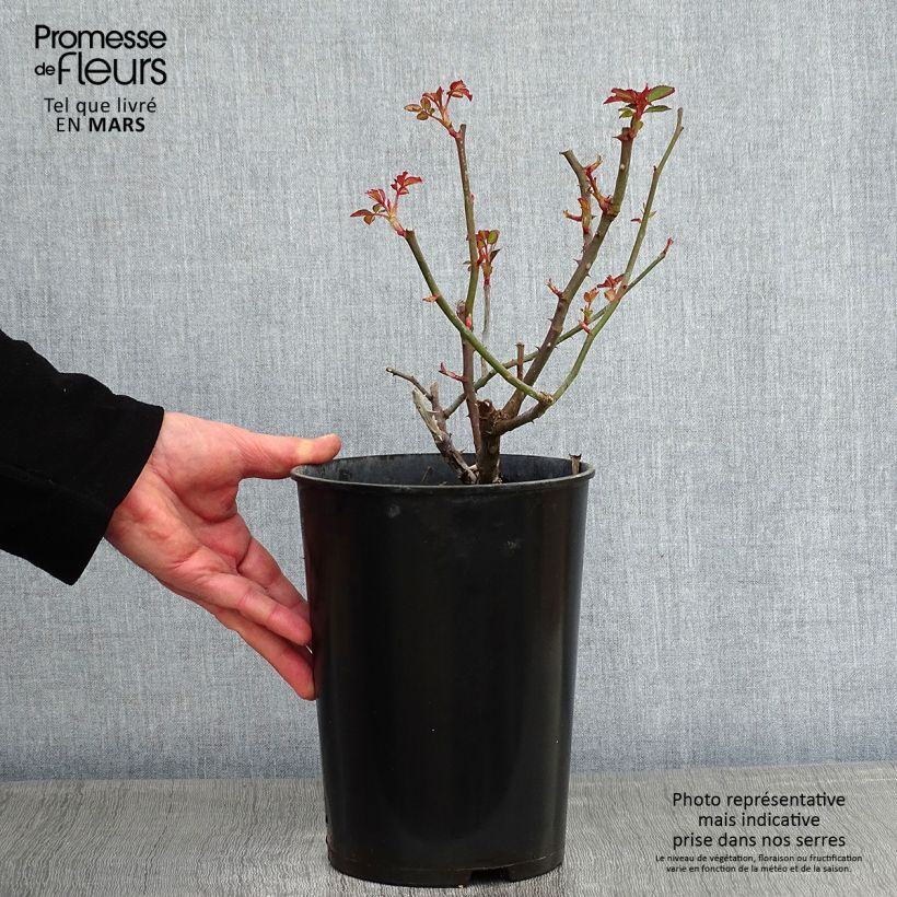 Exemplar von Rosa Gruss An Aachen - Historische Rose Topf mit 4L/5L wie im Winter geliefert