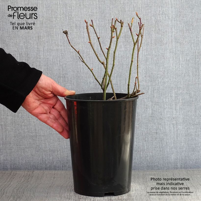 Exemplar von Rosa gallica Jenny Duval - Essig-Rose Topf mit 4L/5L wie im Winter geliefert