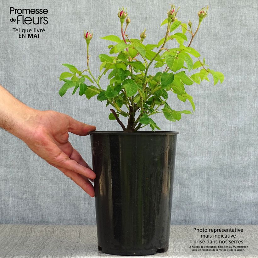 Exemplar von Rosa gallica Jenny Duval - Essig-Rose Topf mit 4L/5L wie im Frühjahr geliefert