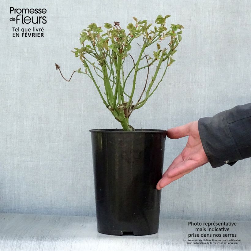 Exemplar&#x20;von&#x20;Rosa&#x20;La&#x20;Reine&#x20;Victoria&#x20;-&#x20;Historische&#x20;Rose&#x20;Topf&#x20;mit&#x20;4L&#x2F;5L&#x20;wie&#x20;im&#x20;Winter&#x20;geliefert