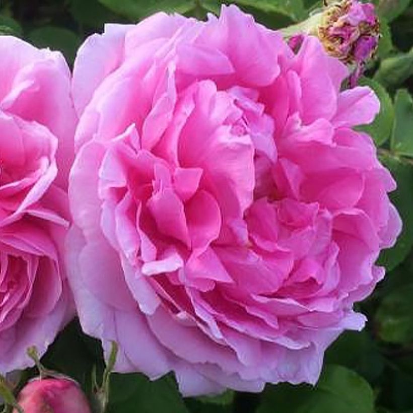 Rosa Portland Mme Boll - Historische Rose (Blüte)