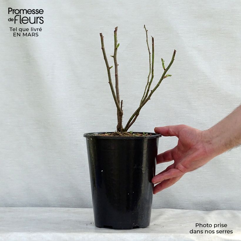 Exemplar von Rosa Mme Hardy - Zentifolie Rose Topf mit 4L/5L wie im Winter geliefert