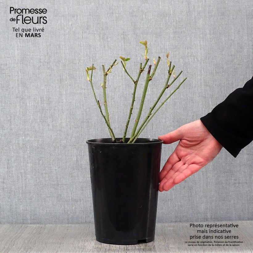 Exemplar von Rosa Mrs John Laing - Historische Rose Topf mit 4L/5L wie im Winter geliefert