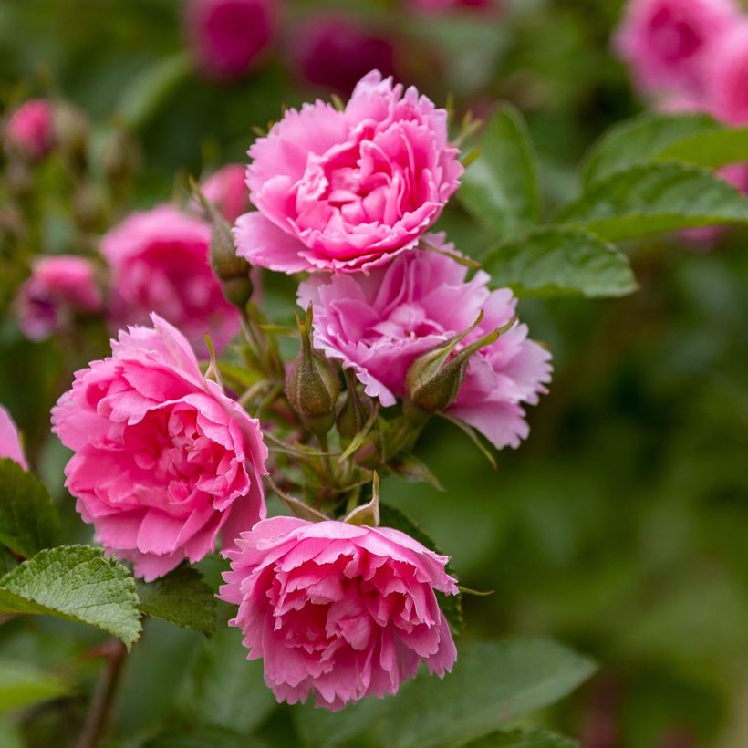 Rosa rugosa Pink Grootendorst - Apfelrose (Blüte)