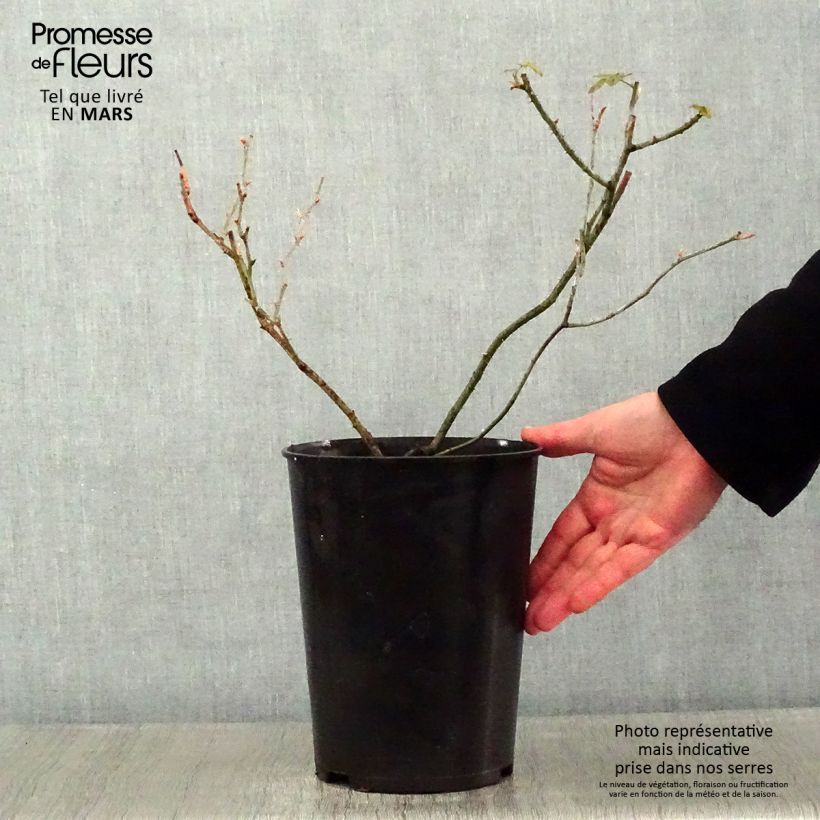 Exemplar von Rosa Raubritter - Historische Rose Topf mit 4L/5L wie im Winter geliefert