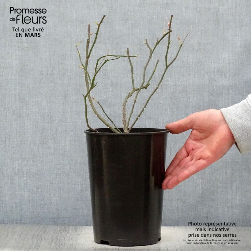 Exemplar von Rosa Raubritter - Historische Rose Topf mit 4L/5L wie im Frühjahr geliefert