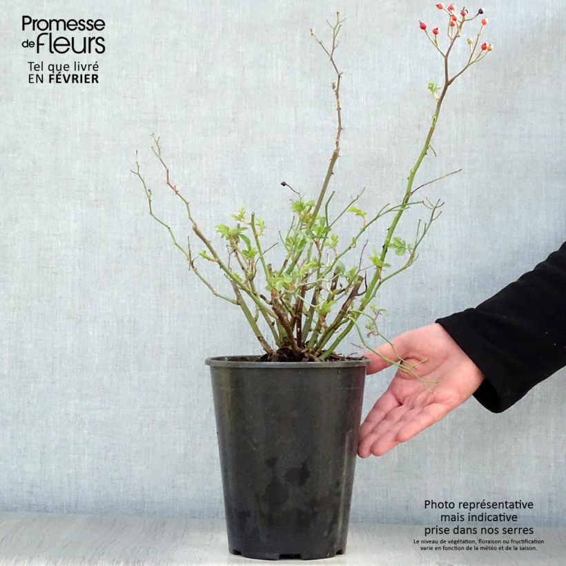 Exemplar von Rosa polyantha Red Ballerina - Historische Rose Topf mit 4L/5L wie im Winter geliefert