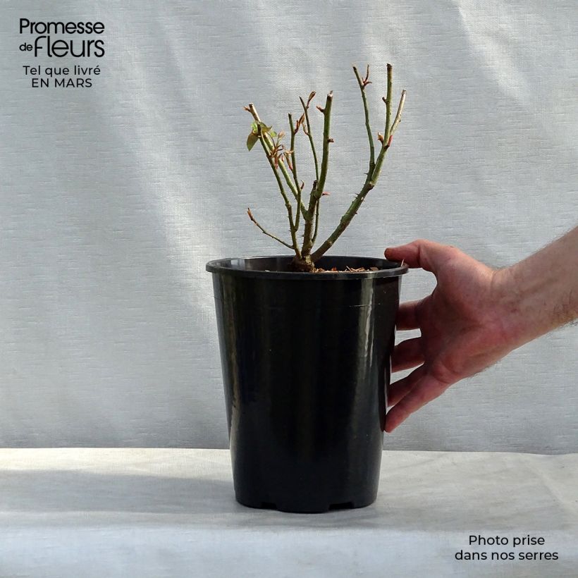 Exemplar von Rosa Reine des Violettes - Historische Rose Topf mit 4L/5L wie im Frühjahr geliefert