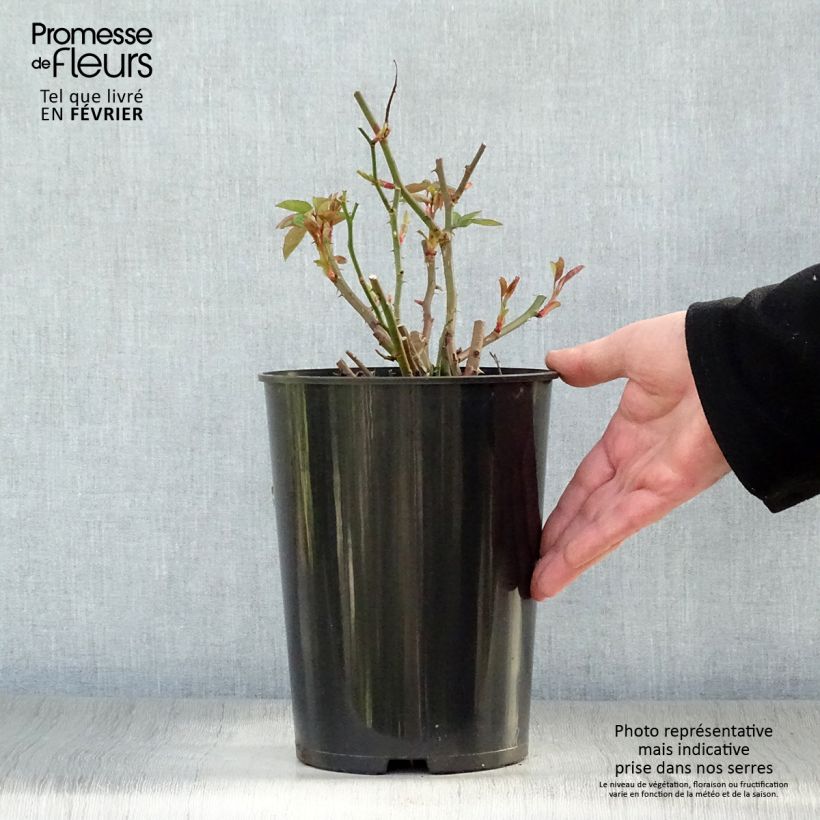 Exemplar von Rosa Sally Holmes - Moderne Hybrid-Rose Topf mit 3L/4L wie im Winter geliefert