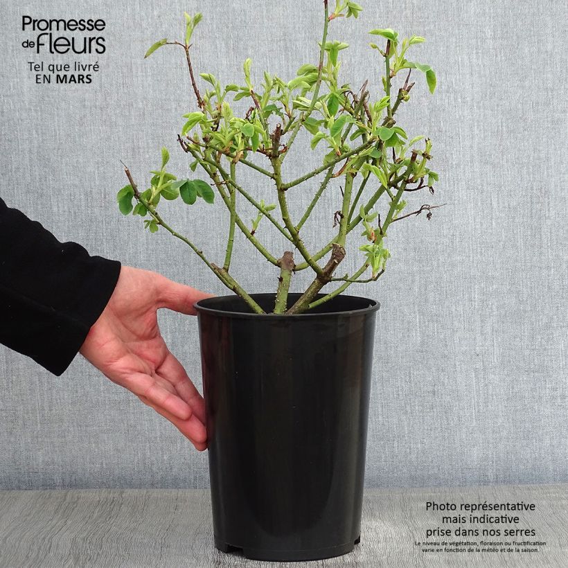 Exemplar von Rosa Variegata di Bologna - Historische Rose Topf mit 4L/5L wie im Winter geliefert