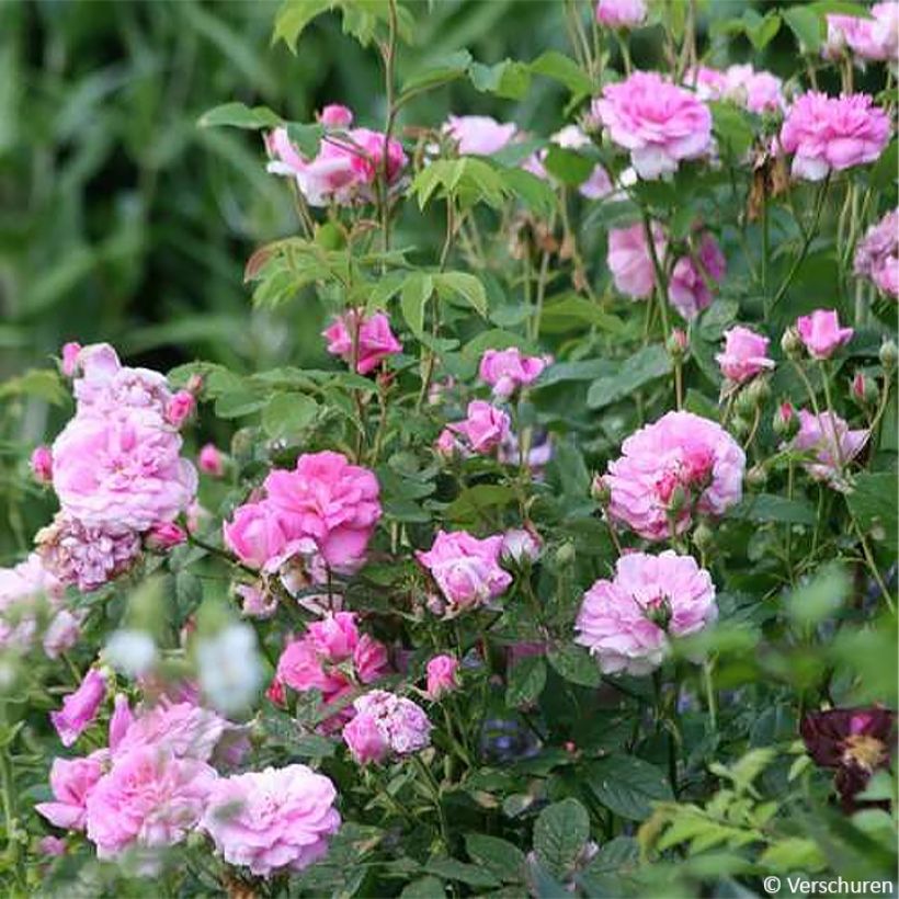 Rosa Ispahan - Damaszener-Rosen (Hafen)