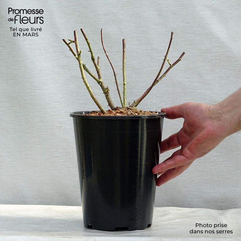 Exemplar von Rosa gallica Versicolor - Essig-Rose Topf mit 4L/5L wie im Frühjahr geliefert