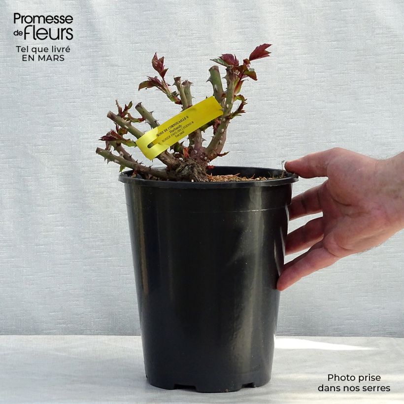 Exemplar von Rosa English Legend Rose de Cornouaille - Englische Rose Topf mit 4L/5L wie im Winter geliefert