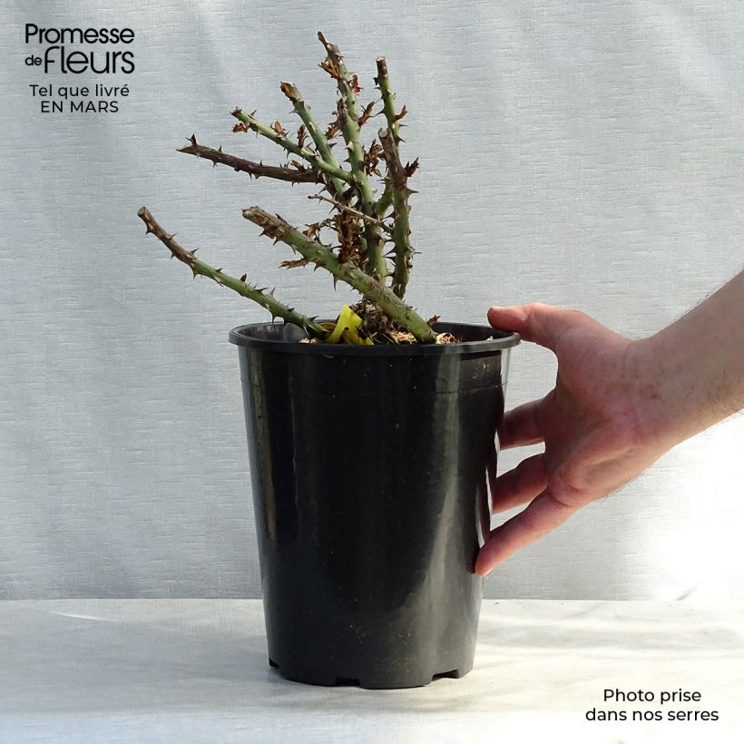 Exemplar von Rosa English Legend Sherwood - Englische Rose Topf mit 4L/5L wie im Frühjahr geliefert