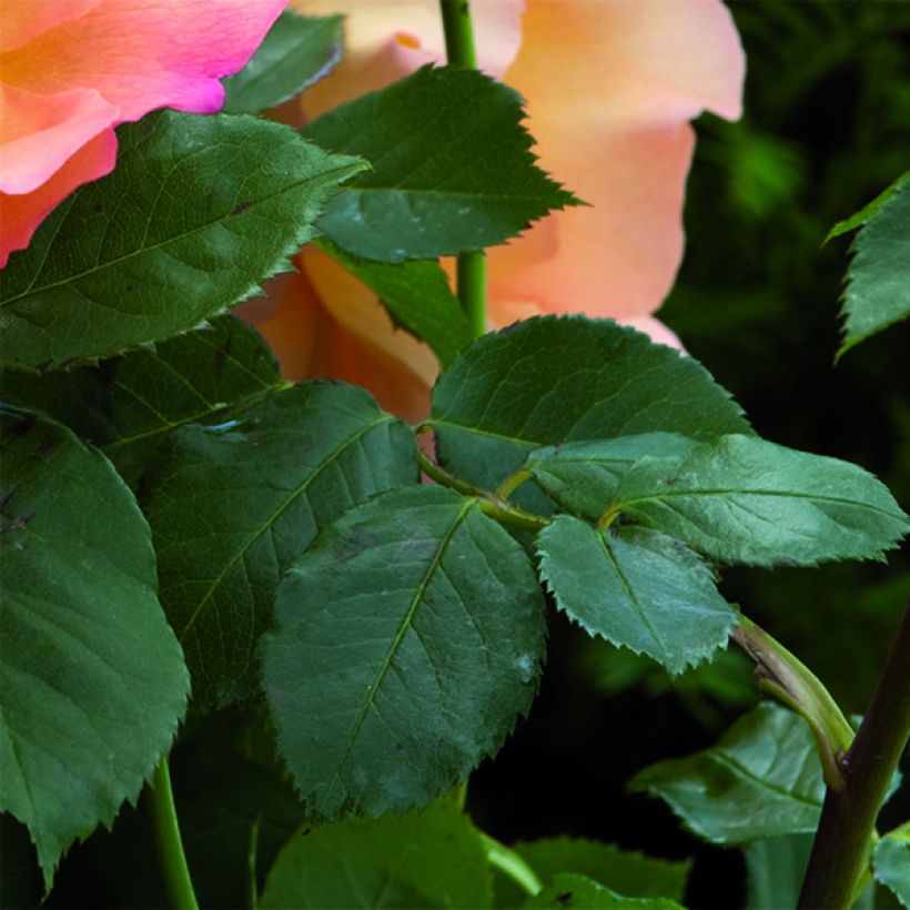 Rosa Fighting Temeraire - Englische Rose (Laub)