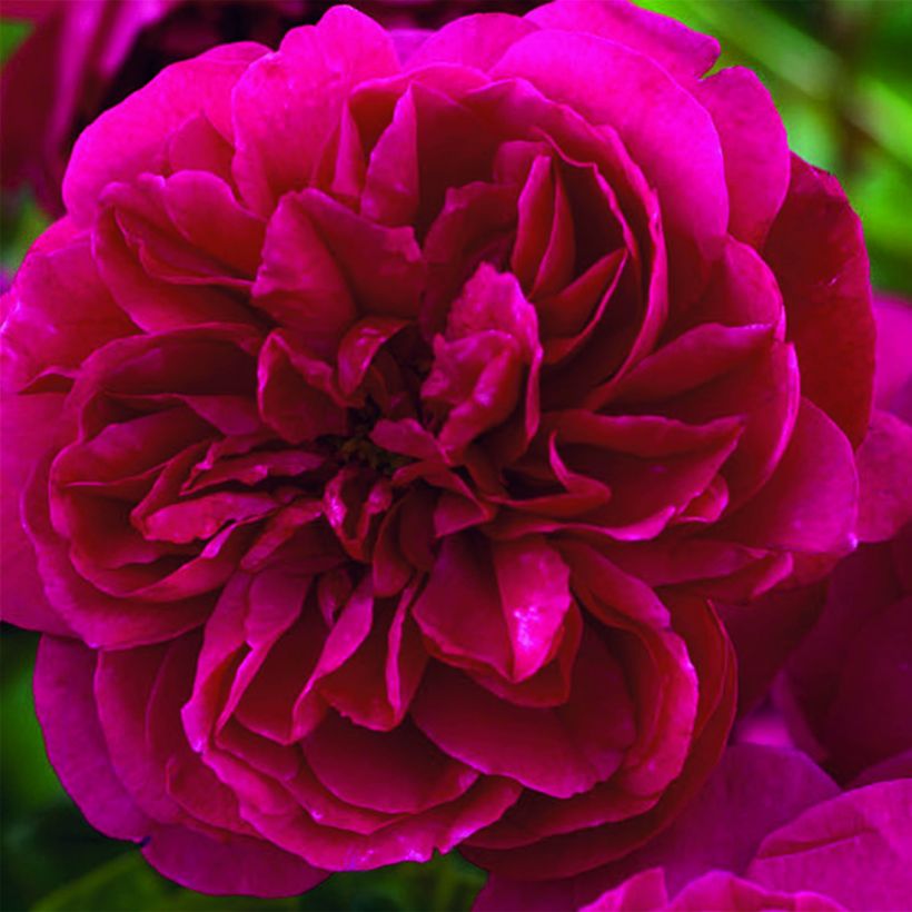 Rosa Thomas à Becket - Englische Rose (Blüte)