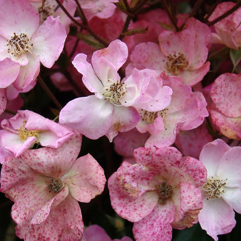 Rosa moschata Alden Biesen - Moschus-Rose (Blüte)