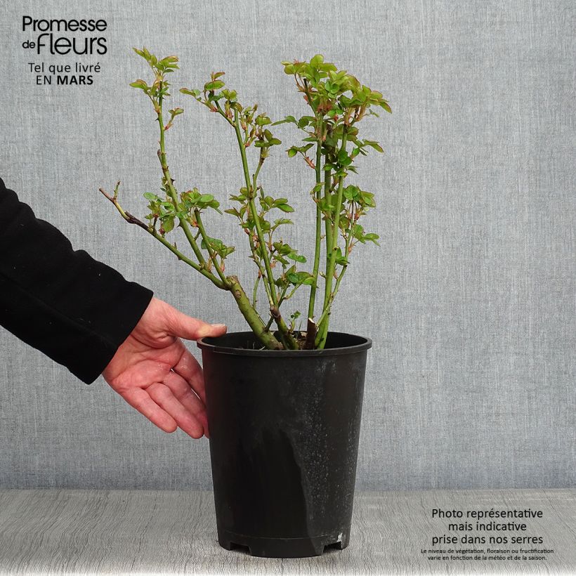 Exemplar von Rosa Astrid Lindgren - Beetrose Topf mit 4L/5L wie im Winter geliefert