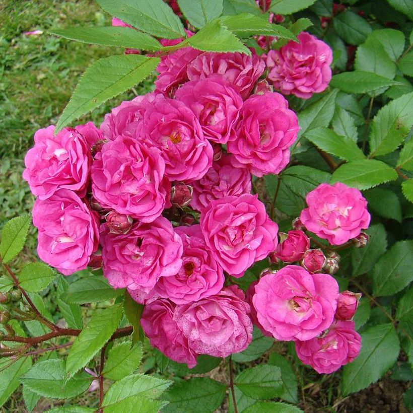 Rosa moschata Dinky VELheav - Moschus-Rose (Blüte)