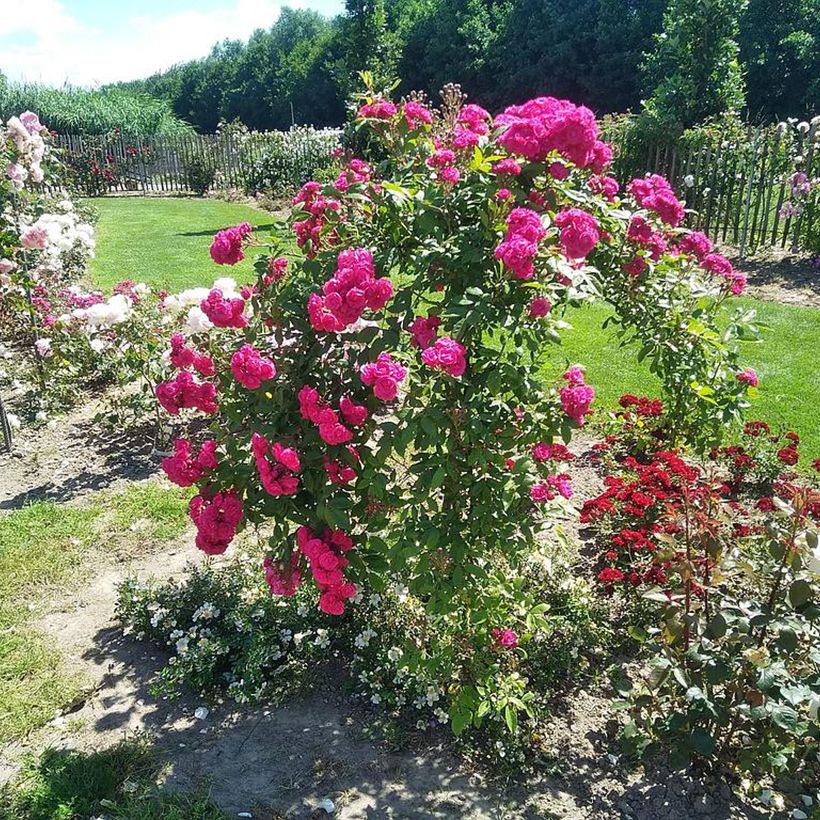 Rosa moschata Dinky VELheav - Moschus-Rose (Hafen)