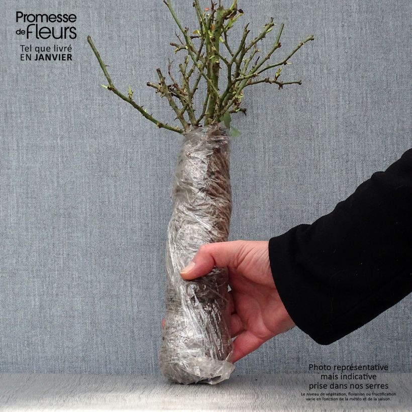 Exemplar von Rosa moschata Dinky VELheav - Moschus-Rose Wurzelnackt in Beutel wie im Winter geliefert